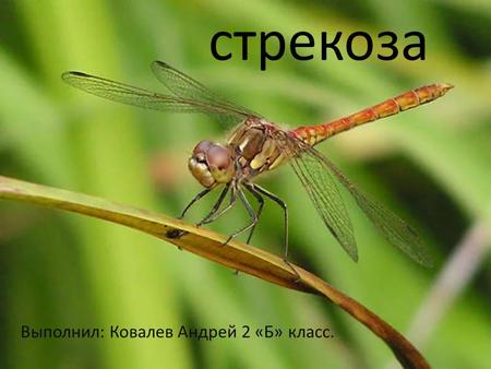 Стрекоза Выполнил: Ковалев Андрей 2 «Б» класс.. Стрекозы – отряд хищных, летающих насекомых, с подвижной головой. С короткими щетинковидными усиками.