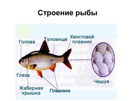 Строение рыбы. Рыбы Жизненный путь рыбы Дышат рыбы кислородом, растворенным в воде. Помогают им в этом жабры, скрытые за жаберными крышками. Если жабры.