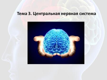Тема 3. Центральная нервная система. Спинной мозг располагается в позвоночном канале. Вверху он соединяется с продолговатым мозгом, внизу, протягиваясь.