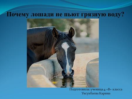 Почему лошади не пьют грязную воду? Подготовила: ученица 4 «В» класса Уксукбаева Карина.