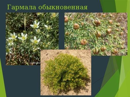 Га́рмала обыкнове́нная, или могильник обыкновенный (просто могильник),или адраспан (лат. Péganum hármala) многолетнее травянистое растение; вид рода Гармала.