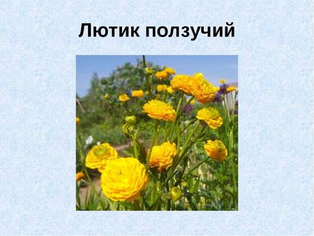 Лю́тик ползу́чий (лат. Ranunculus repens) растение семейства Лютиковые, вид рода Лютик, произрастающее в Европе, Азии и Северо-Западной Африке. Растёт.