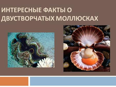 ИНТЕРЕСНЫЕ ФАКТЫ О ДВУСТВОРЧАТЫХ МОЛЛЮСКАХ. 1. Существует свыше 3000 видов двустворчатых моллюсков. Кулинарное применение имеют : мидии ; устрицы ; гребешк.