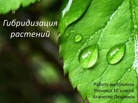 Гибридизация растений Работу выполнила Ученица 10 класса Атанесян Людмила.