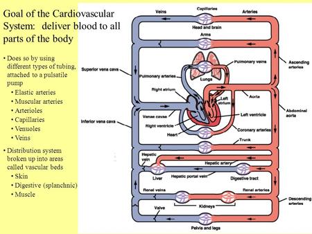 Goal of the Cardiovascular System: deliver blood to all parts of the body Does so by using different types of tubing, attached to a pulsatile pump Elastic.