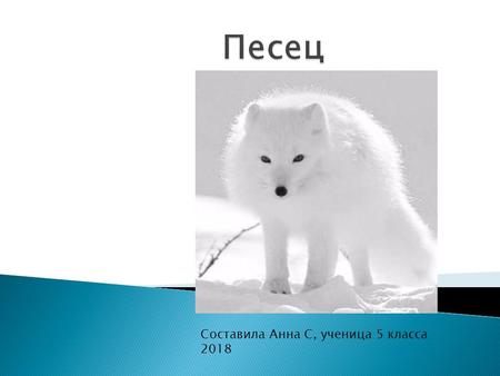 Составила Анна С, ученица 5 класса Обыкновенный песе́ц, или полярная лисица, реже арктическая лиса вид хищных млекопитающих семейства псовых, обычно.