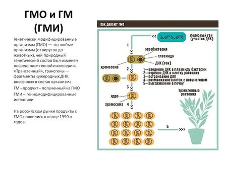 ГМО и ГМ (ГМИ) Генетически модифицированные организмы (ГМО) это любые организмы (от вирусов до животных), чей природный генетический состав был изменен.