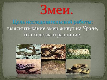 Змеи. Цель исследовательской работы: выяснить какие змеи живут на Урале, их сходства и различие.
