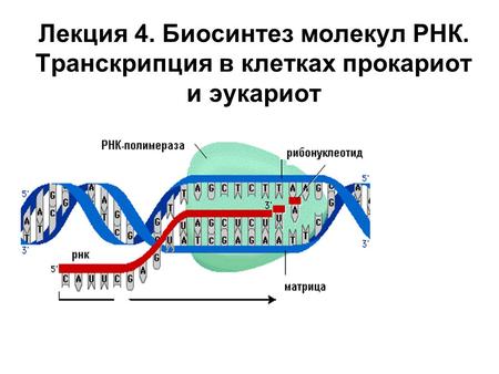 Лекция 4. Биосинтез молекул РНК. Транскрипция в клетках прокариот и эукариот.