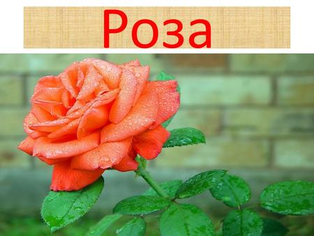 Роза Роза считается царицей всех цветов. Это растение с красивыми, пышными цветами разной окраски. Роза бывает культурная и дикая. Первая растёт в садах.
