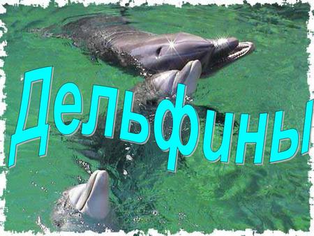 Содержание Кто они? Кто они? Кто они? Кто они? Семейство Семейство Семейство Дельфины – отличные пловцы Дельфины – отличные пловцы Дельфины – отличные.