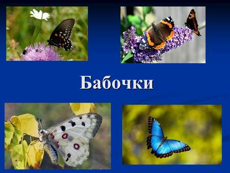Бабочки Среда обитания Бабочки обитают на всём земном шаре, кроме Арктики, Антарктики и горных вершин, покрытых вечным льдом и снегом. В остальных же местах.