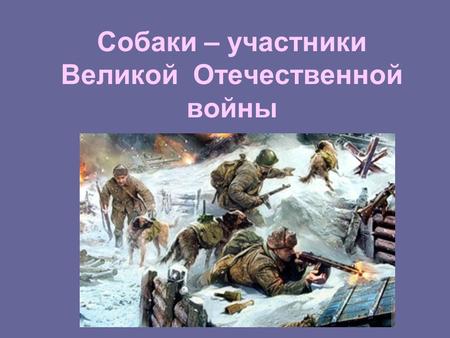 Собаки – участники Великой Отечественной войны. В период с 1939 по 1945 год было создано 168 отдельных воинских частей, использовавшие собак.