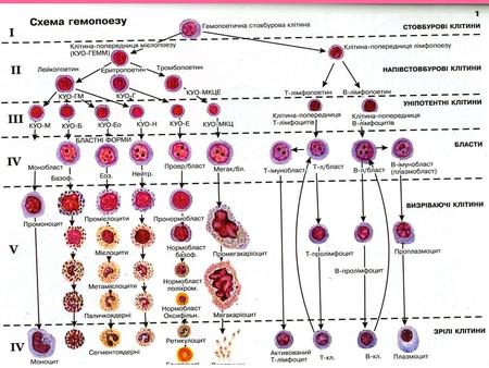ЛЕЙКОЗ захворювання системи крові пухлинної природи, яке характеризується трьома ознаками: гіперплазією, анаплазією, метаплазією.