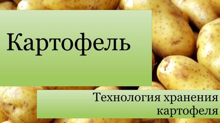 Картофель Технология хранения картофеля. Особенности хранения картофеля Способы хранения картофеля Режим хранения картофеля 1. В лечебный период 2. Период.