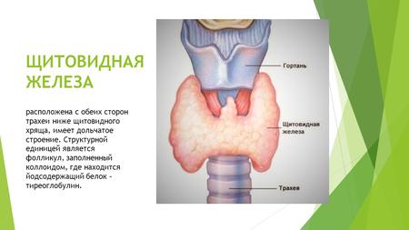 ЩИТОВИДНАЯ ЖЕЛЕЗА И ЕЕ ГОРМОНЫ У ДЕТЕЙ