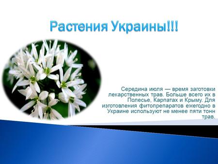 Середина июля время заготовки лекарственных трав. Больше всего их в Полесье, Карпатах и Крыму. Для изготовления фитопрепаратов ежегодно в Украине используют.