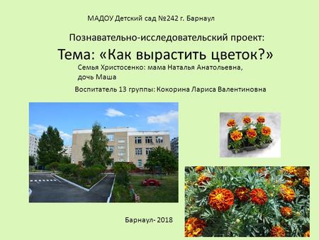 Познавательно-исследовательский проект: Тема: «Как вырастить цветок?» Барнаул МАДОУ Детский сад 242 г. Барнаул Воспитатель 13 группы: Кокорина Лариса.