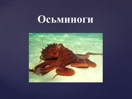 Осьминоги Царство Животные Тип Моллюски Класс Головоногие Отряд Осьминоги Систематическое положение.