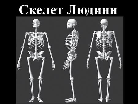 Скелет Людини. Скелет (skeletos – висохший) – сукупність твердих тканин в організмі, що слугують опорою тіла або окремих його частин та захищає від механічних.