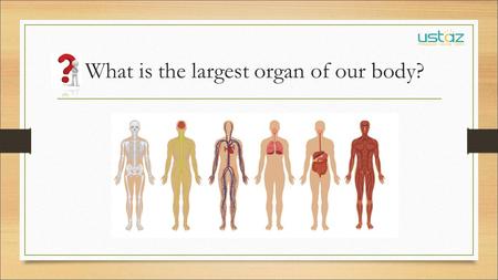 What is the largest organ of our body?. SKIN STRUCTURE & FUNCTIONS.