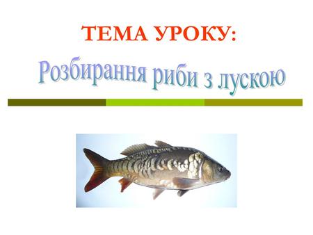 ТЕМА УРОКУ:. Ознайомитись із способами обробки лускатої риби: обробкою риби для використання цілою; розбирання риби на порційні шматочки-кругляки; розбирання.