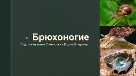 Подготовил ученик 7 «А» класса Егоров Владимир. Класс Брюхоногие – самая многообразная и распространенная группа моллюсков. Брюхоногих около 90 тыс. современных.