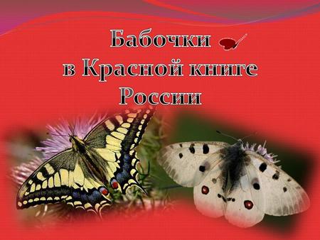 Бабочки в Красной книги России.