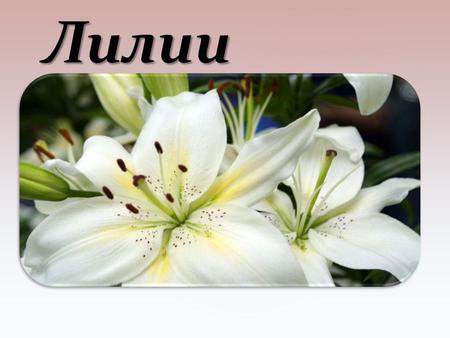 Лилии Лилия состоит из частей Название цветка Лилия обозначает совершенный белый цвет. В исторических источниках лилия начала появляться еще в глубокой.