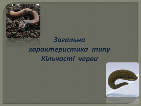 Загальна характеристика типу Кільчасті черви. Тип Кільчасті черви охоплює близько 8 тисяч видів, з них у фауні України близько 300. Кільчасті черви характеризуються.
