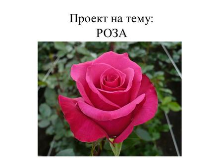 Проект на тему: РОЗА. Роза – царица цветов. Она бывает культурная и дикая.