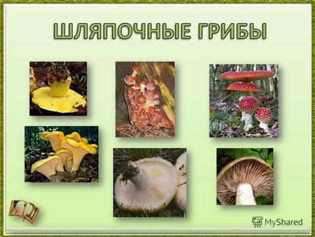 По своему химическому составу грибы близки к овощам и продуктам животного происхождения. В грибах содержится большое количество воды (больше 90%) до 80%