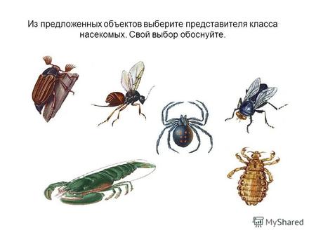 Из предложенных объектов выберите представителя класса насекомых. Свой выбор обоснуйте.