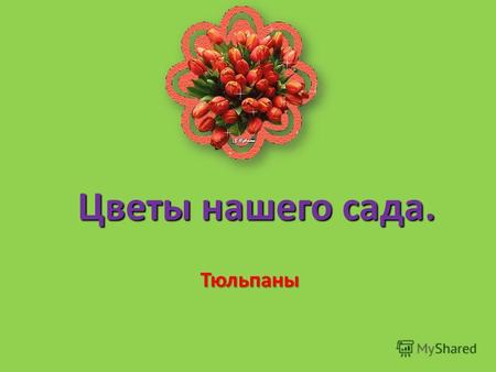 Цветы нашего сада. Тюльпаны Культура тюльпанов была известна в России еще в XV веке. Благодаря различным экспедициям к концу XIX века в Петербургском.