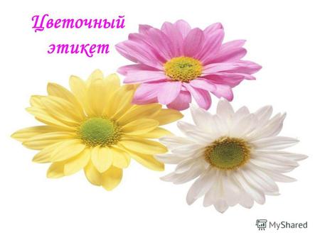 Цветочный этикет. Цветы – лучший подарок Цветы являются одним из самых лучших и универсальных подарков, который можно преподнести родным и близким, друзьям.
