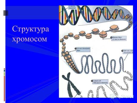 Структура хромосом. . ООМК