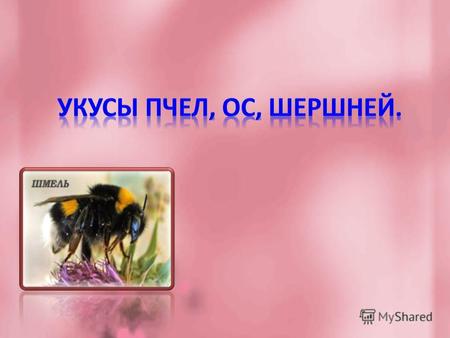 Укусы пчелы и осы очень болезненны. Примерно 1-2 процента людей имеют аллергию на яд перепончатокрылых. Даже если такого человека ужалило всего одно насекомое,