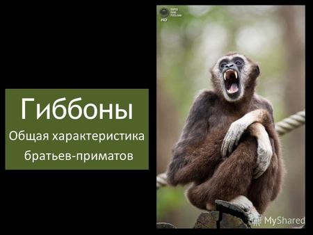 Гиббоны Общая характеристика братьев-приматов. О ком это?