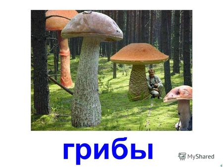 грибы съедобные грибы белый гриб (боровик) подосиновики.