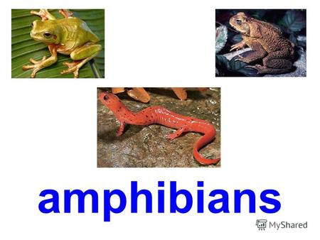 amphibians tadpole golden frog bull frog dendrobate.
