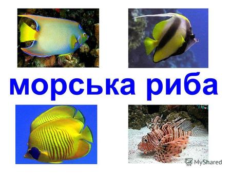 морська рыба рыба-клоун анемонов рыбка-клоун рыба-янгол.