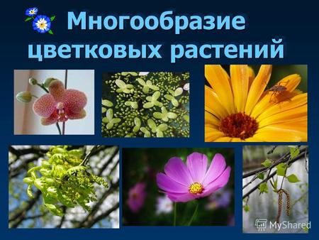 Многообразие цветковых растений. Отдел Покрытосеменные Класс Двудольные Класс Однодольные.