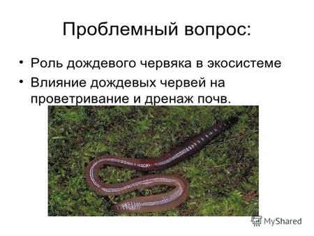 Роль дождевого червя в экосистеме