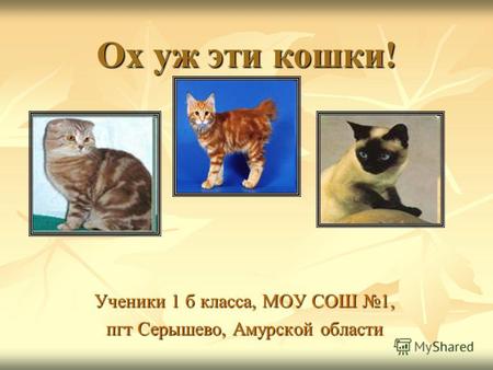 Ох уж эти кошки! Ученики 1 б класса, МОУ СОШ 1, пгт Серышево, Амурской области.