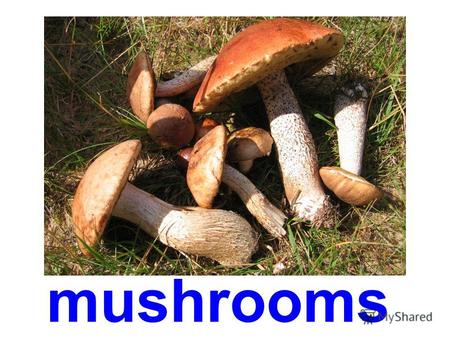 mushrooms edible mushrooms porcini orange-cup boletus.