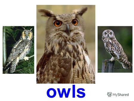 owls Barn owl Snowy owl Long-eared owl Western screech owl.