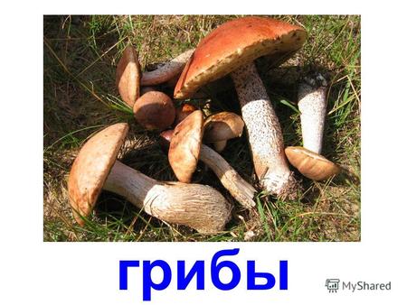 грибы съедобные грибы белый гриб (боровик) подосиновик.
