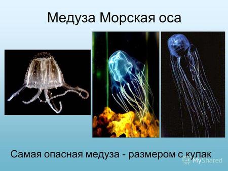 Медуза Морская оса Самая опасная медуза - размером с кулак.
