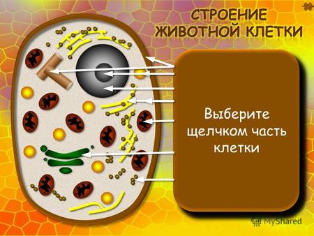 Клеточная мембрана находится под клеточной стенкой. Функции: ограничивает содержимое клетки; защищает клетку; регулирует обмен веществами с внешней средой.