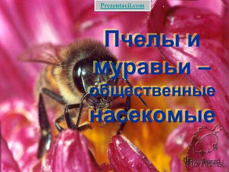 Пчелы и муравьи – общественные насекомые Prezentacii.com.